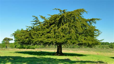 yew tree characteristics.